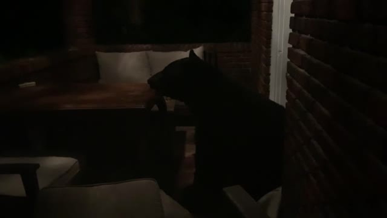 Bear Uses Porch Furniture To Make Comfy Bed For The Night