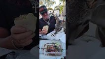 Florida Buck Helps Himself to Some Dinner