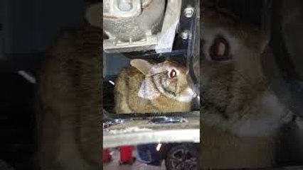 Mechanic Finds Furry Stowaway