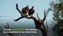 Tout ce qu'il faut savoir sur les vautours