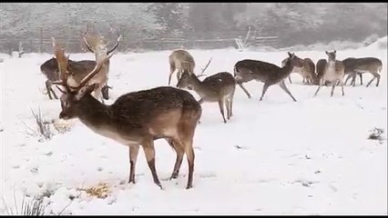 HillFarm House Deer Park Derry