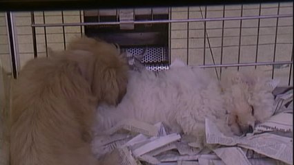 El Consejo de Ministros da hoy luz verde a la nueva Ley de Protección Animal