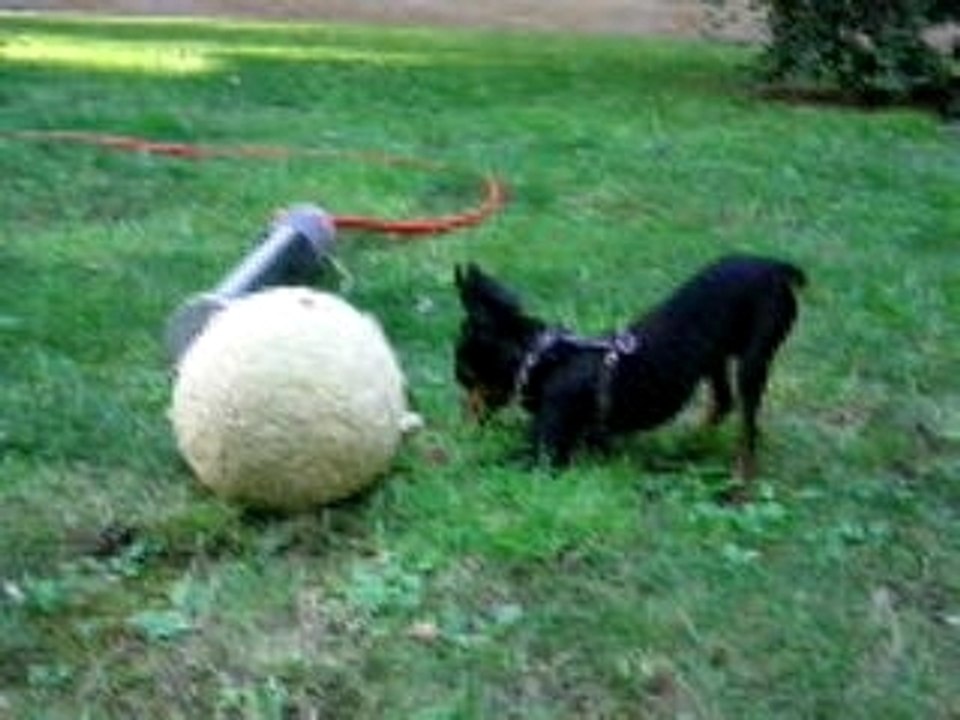 Phénix dans le jardin
