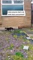 Cat Follows Owner Wherever She Goes