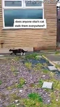 Cat Follows Owner Wherever She Goes