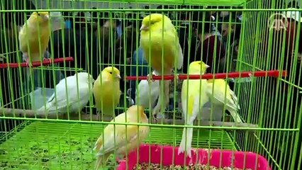 Bağdat'ta hayvanseverlerin buluşma noktası 'El-Gazıl Çarşısı'