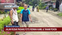 Warga Tanam Pohon Pisang dan Memasang Foto Ridwan Kamil di Jalan Penghubung yang Rusak