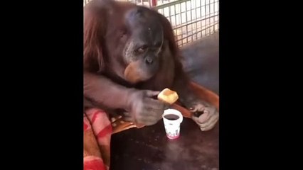 Orangutan eating bread after dipping it in tea
