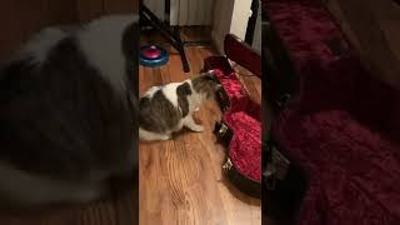 Jumpy Cat Inspects Guitar Case