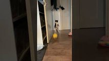 Cat Hopping on Back Legs with Spread Arms Chases Ball