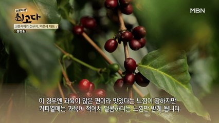 딸기보다 더 달다? 다양한 커피 열매 먹는 법!
