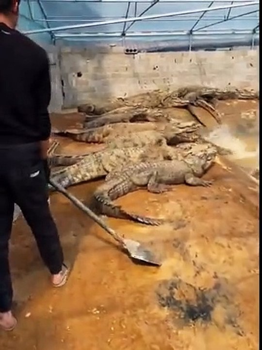 Pet Crocodile how to handle it in firm