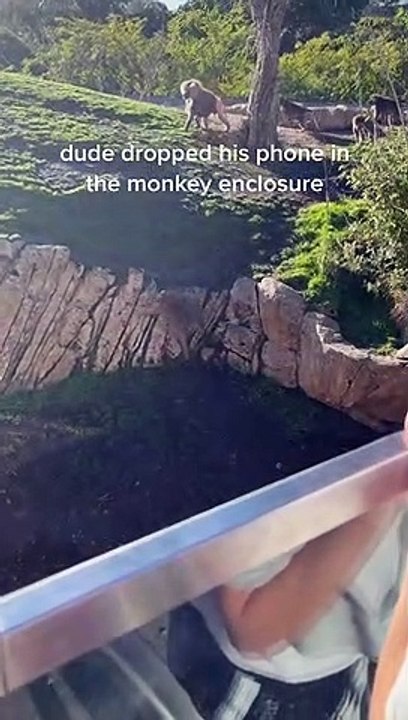 Monkey Picks Up Phone Dropped in Its Enclosure...