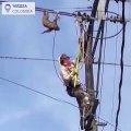 Un operador de electricidad y el increíble rescate a un perezoso
