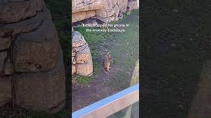 Monkey Picks Up Phone Dropped in Its Enclosure at San Diego Zoo