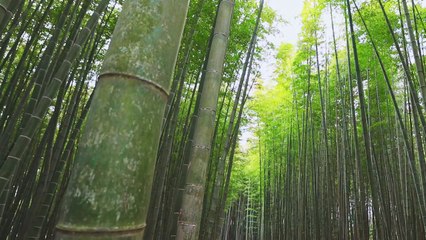 [영상] 눈 날리는 죽녹원 / YTN