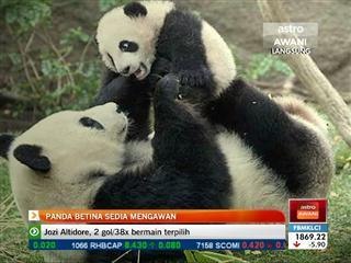 Panda betina sedia mengawan