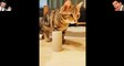 Funniest Cats - Best Of The 2022 Funny Cat Videos - Funny Cats HD