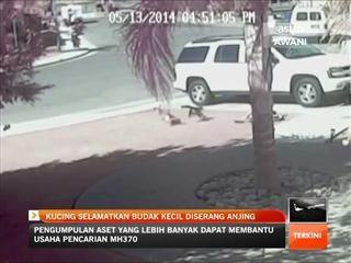 Kucing selamatkan budak kecil diserang anjing