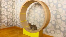 Tutorial sencillo: ¿cómo hacer una rueda de cartón para tu gato?