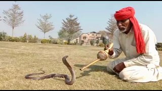 Catching Cobra snake by jogi punjab Pakistan جوگی کا کمال jogi and snake mushki naag wsdi jhok video