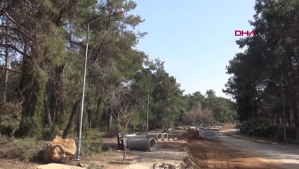 ORMAN İŞÇİSİ OLDUĞUNU SÖYLEYİP, 50 AĞAÇ KESTİ