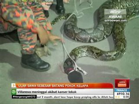 Ular sawa sebesar batang pokok kelapa