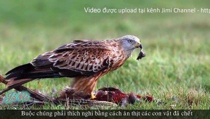 Diều Đỏ [Red Kite] Loài Chim Săn Mồi Tuyệt Đẹp Và Mồi Độc