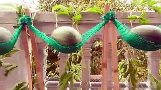 Growing Watermelon Lying in a Hammock