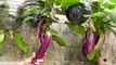 Growing Eggplants Without a Garden