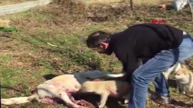 SOKAK KÖPEĞİ TÜFEKLE VURULDU, 7 YAVRUSU BAŞINDA BEKLEDİ