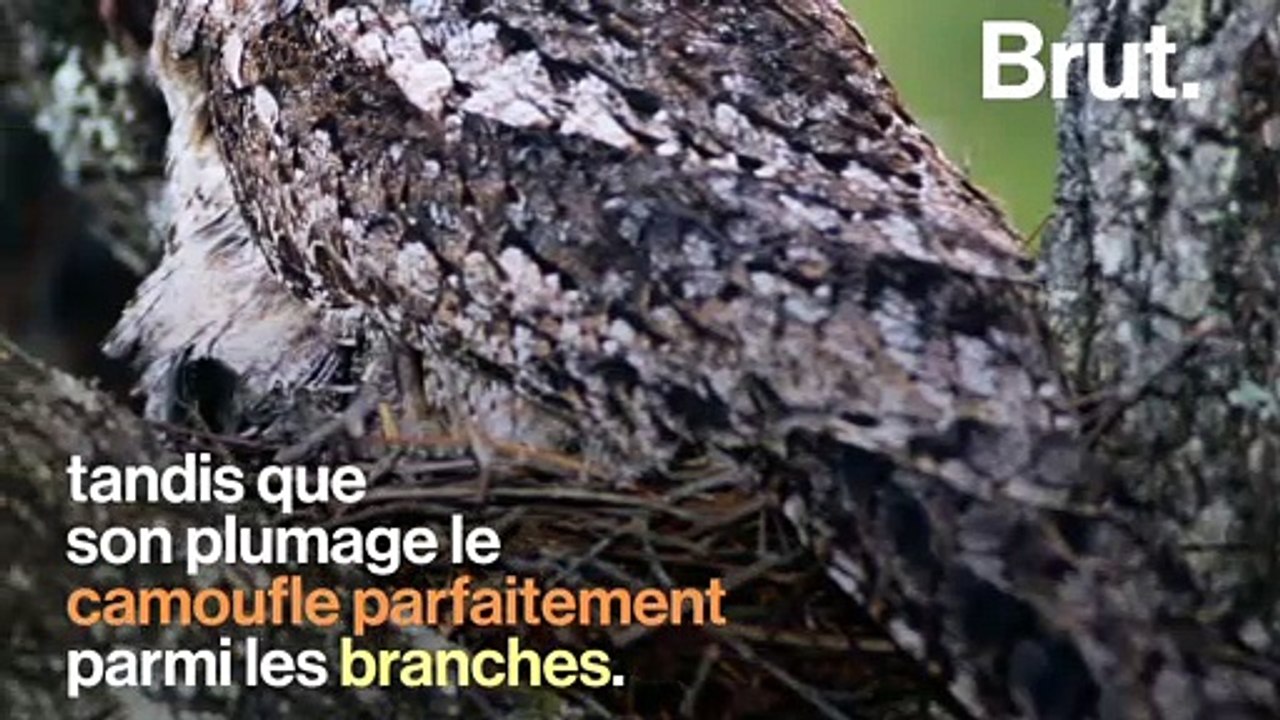 "Bouche de grenouille", c'est le nom de ce drôle d'oiseau nocturne