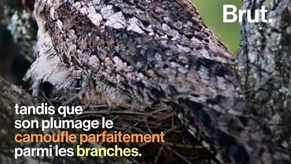 "Bouche de grenouille", c'est le nom de ce drôle d'oiseau nocturne