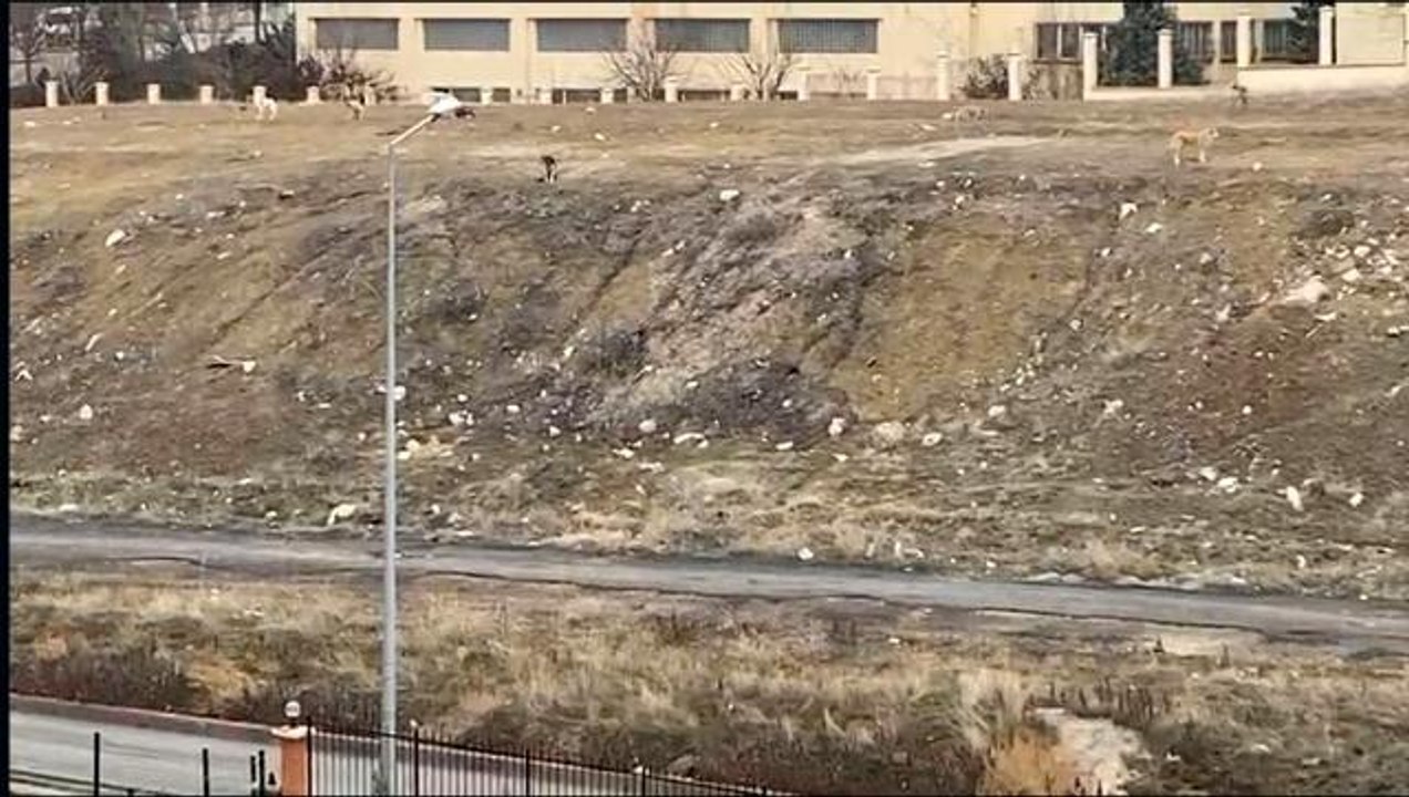 Başkentteki başıboş köpek sürüsü 11 yaşındaki çocuğa saldırdı... Küçük çocuğu yoldan geçen vatandaş kurtardı