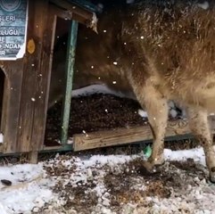 Köpeklerin beslenme alanına giren inekler, hayvanseverleri isyan etti