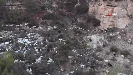 Mektepli çobanlar... Dağların emekçileri, sınıfları süsleyip diplomalı çoban oldu