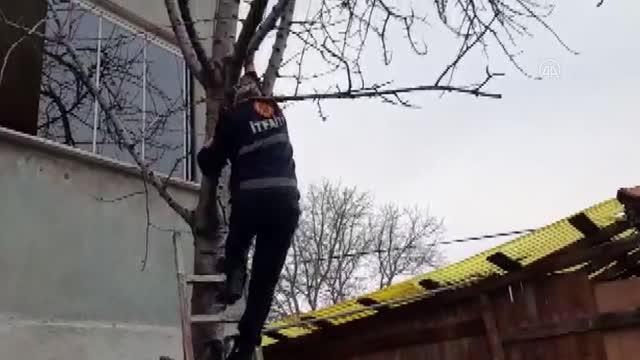 İpe takılınca ağaçta mahsur kalan kuşu itfaiye kurtardı