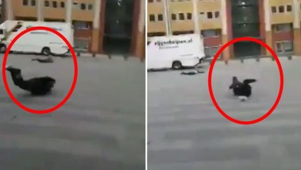 "Zeynep Kasırgası" Avrupa'yı vurdu! Ağaçlar devrildi, çatılar parçalandı, fırtınanın hızı 196 km'ye çıktı: En az 10 ölü var!