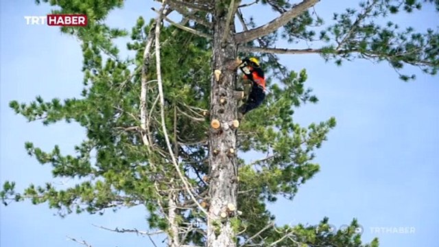 Kazdağları'nda metrelerce yükseklikte ağaç budama mesaisi