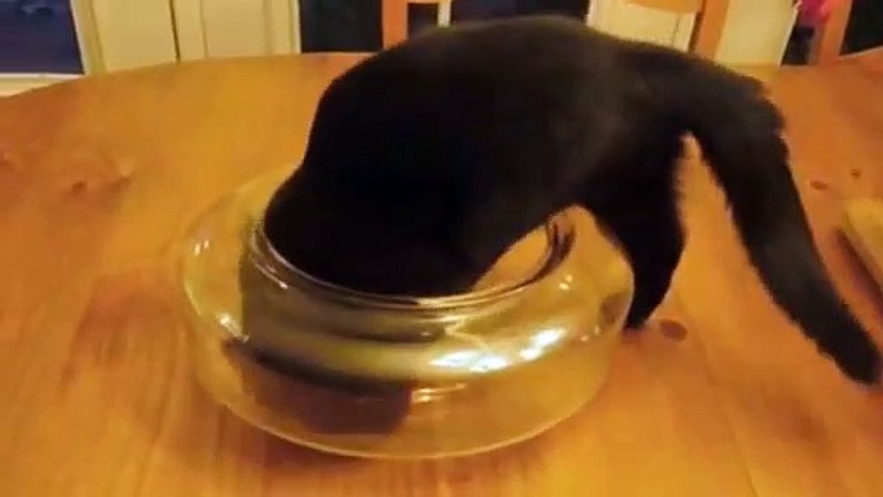 funny cat,Cat Fish Bowl video Dailymotion