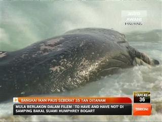 Bangkai ikan paus seberat 35 tan ditanam