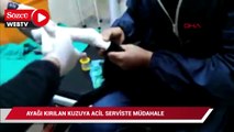 Ayağı kırılan kuzuya acil serviste müdahale