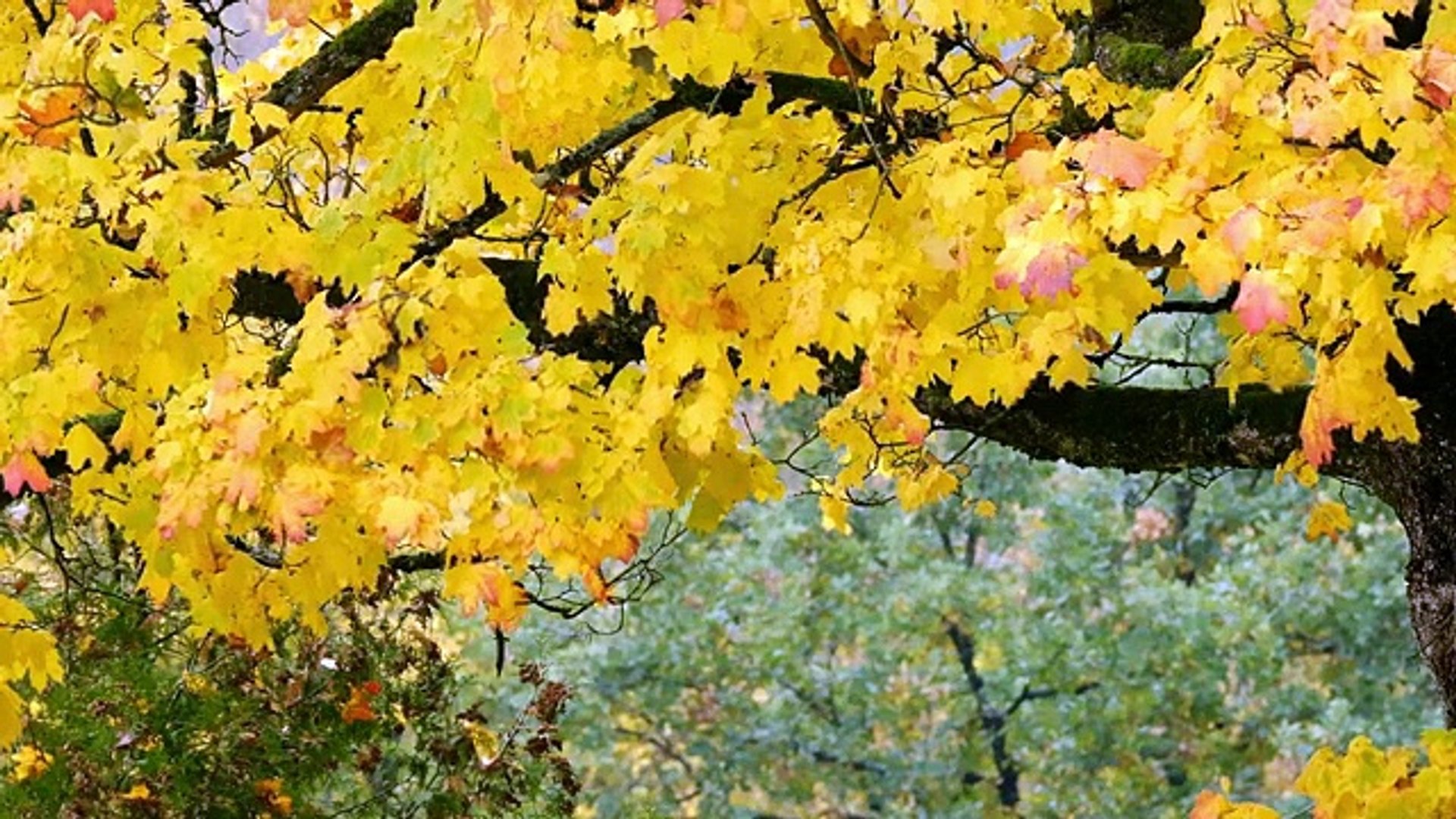 Relaxing Music for Stress Relief • Meditation Music, Sleep Music, Ambient Study Music