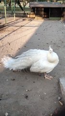 White Peacock  Video By Kingdom of Awais