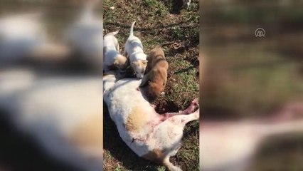 Son dakika haberleri... Silahla vurulan anne köpeğin. 7 yavrusunun bakımını üstlendi