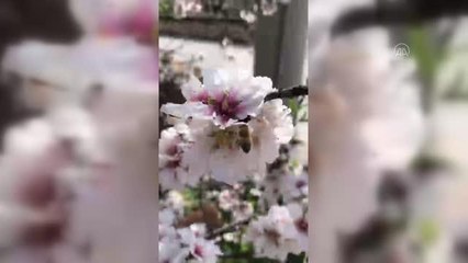 Datça'da mevsimin ilk badem çağlası hasadı haftaya başlayacak