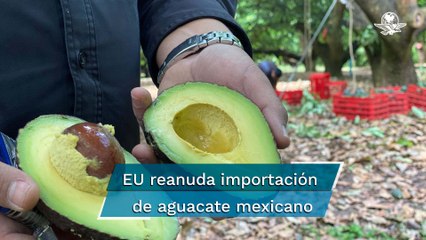 Regresa el aguacate mexicano al mercado estadounidense, se reanuda importación