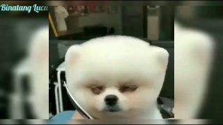 Video Anjing Lucu  Puppy Lucu - Kompilasi ❤️Binatang Lucu