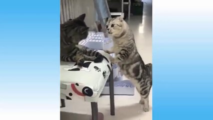 Top Funny Cat Videos Of The Weekly - Try Not To Laugh 108