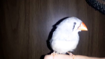 ZEBRA FINCH 20210304_062021